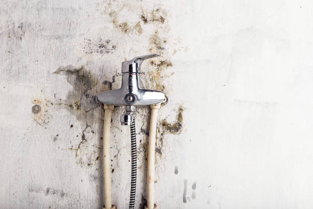 Best Health and Safety Mold Remediation in Union Hall, VA