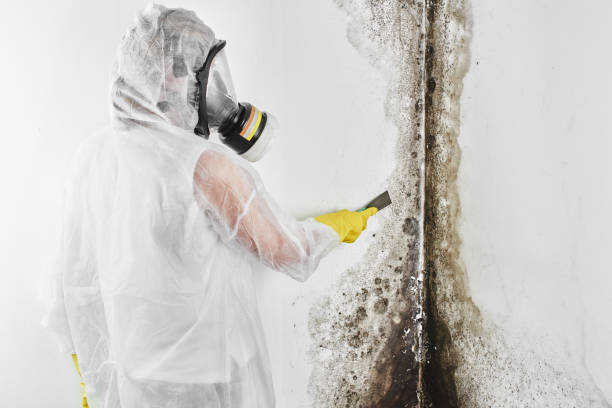 Best Insurance-Related Mold Remediation in Union Hall, VA