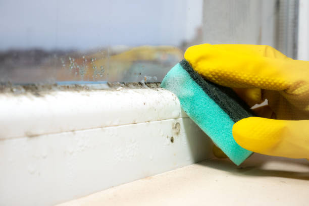 Best Insurance-Related Mold Remediation in Union Hall, VA