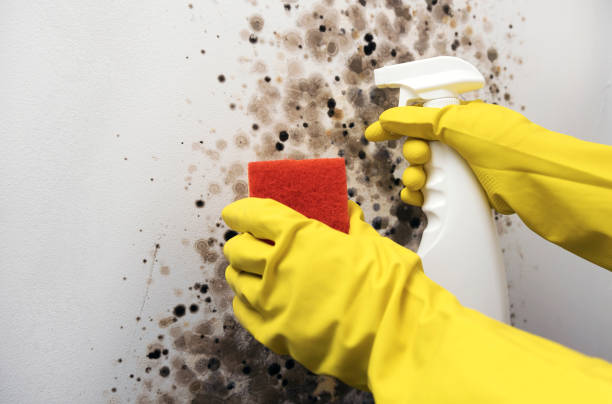Best Attic Mold Remediation in Union Hall, VA