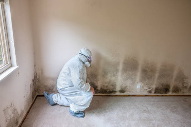 Professional Mold Remediation in Union Hall, VA