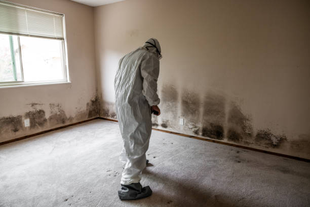 Best Localized Mold Remediation (e.g., coastal areas, humid climates) in Union Hall, VA