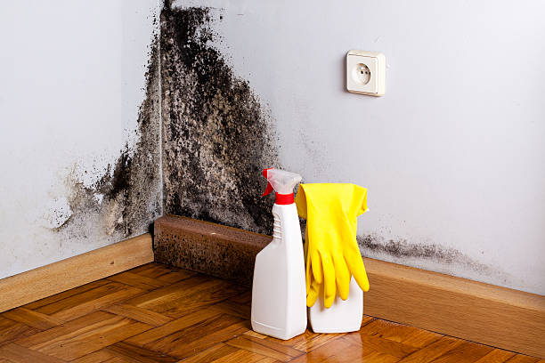 Best Kitchen Mold Remediation in Union Hall, VA