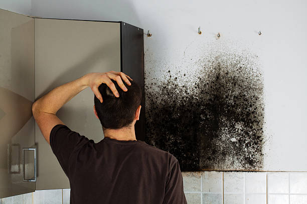 Best Preventive Mold Services in Union Hall, VA