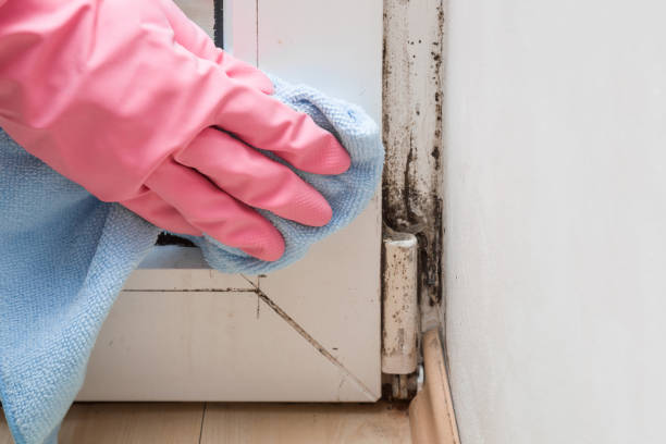 Best Crawl Space Mold Remediation in Union Hall, VA