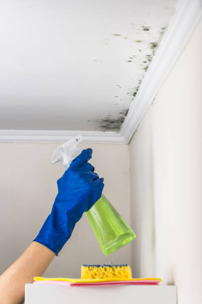 Best Emergency Mold Remediation in Union Hall, VA